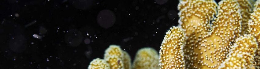 Coral Spawning. Image courtesy Tourism Queensland.