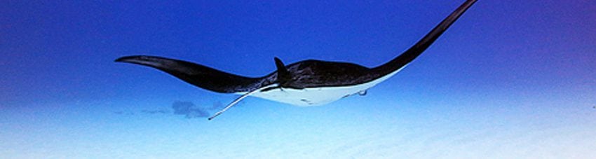 A manta glides through the crystal clear waters of Cocos Lagoon.