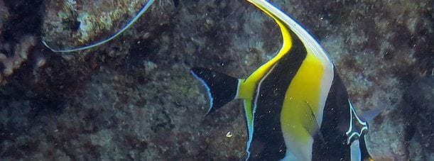 Moorish Idol. In the family of Moorish Idol. (Scientific name: ZANCLIDAE). Taken at Lady Elliot Island by: diveplanit.com