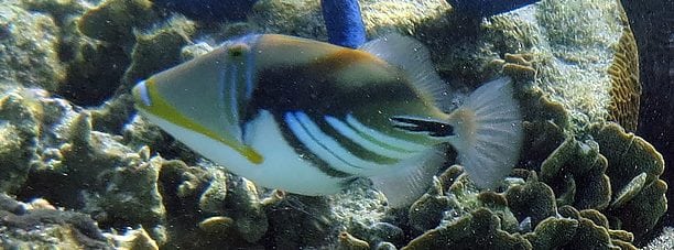 Hawaiian (or Picasso) Triggerfish. In the family of Triggerfish. (Scientific name: BALISTIDAE). Taken at Lady Elliot Island by: diveplanit.com
