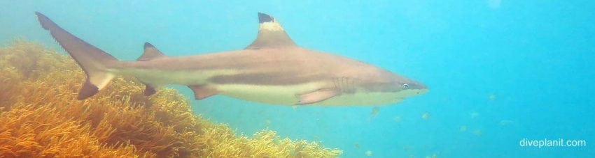 Black tipped reef shark at jetty snorkel diving Uepi in the Solomon Islands by Diveplanit