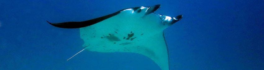 Manta soars overhead at Wreck diving Lady Elliot Island. Scuba holiday travel planning for Lady Elliot Island - where, who and how
