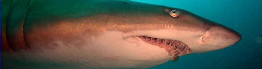 Grey Nurse Shark Fish Rock NSW