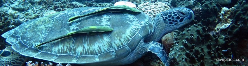 Turtle with remora