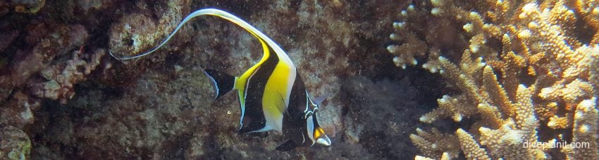Moorish Idol