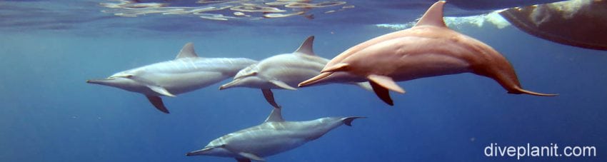 Dolphins at Christmas Island