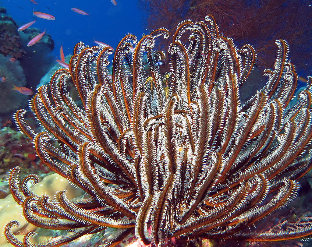 Feather Stars part of Australia's biodiverse marine life