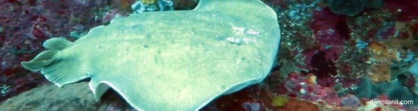 Numb Ray (Hypnos monopterygium)