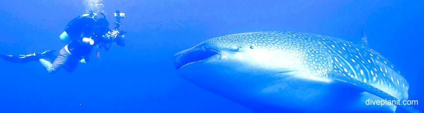 Whale Shark approaches a diver (from Gentle Giant Raw)