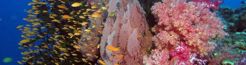 Orange anthias against a background of hard green branching coral at Instant Replay diving Volivoli in the Fiji Islands by Diveplanit