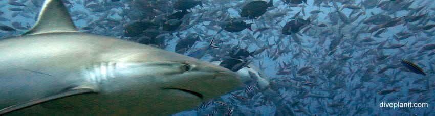 Bull shark heads away left over top of bait at Aqua Trek Beqa Shark dive diving Beqa Lagoon Resort in the Fiji Islands by Diveplanit