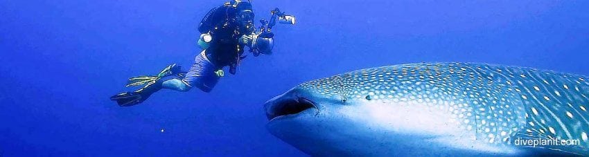 Whale Shark with Scott Portelli for scale diving Christmas Island in Australias Indian Ocean by Diveplanit