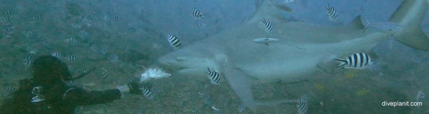 Bull shark approaching just about to take the bait at Aqua Trek Shark dive 1 diving Beqa Shark Dive in the Fiji Islands by Diveplanit