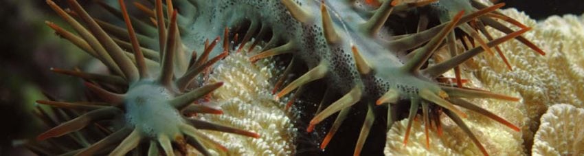 Crown of thorns seastar