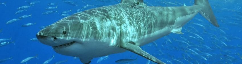 White shark image: Wikimedia Commons, Terry Goss