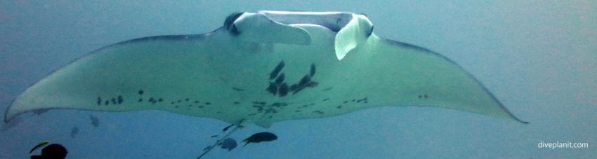 Where to dive with Mantas: South Solitaries, Lady Elliot, Fiji, Cocos Keeling Islands, Bali and Palau