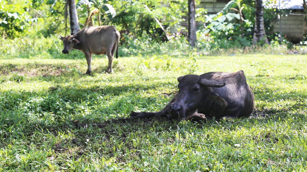 Water buffalo at the Countryside diving Bohol in the Philippines by Diveplanit