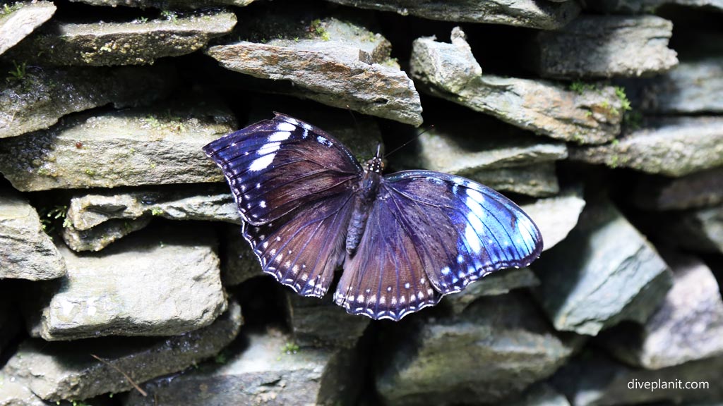 Butterfly at Habitat at the Habitat diving Bohol in the Philippines by Diveplanit