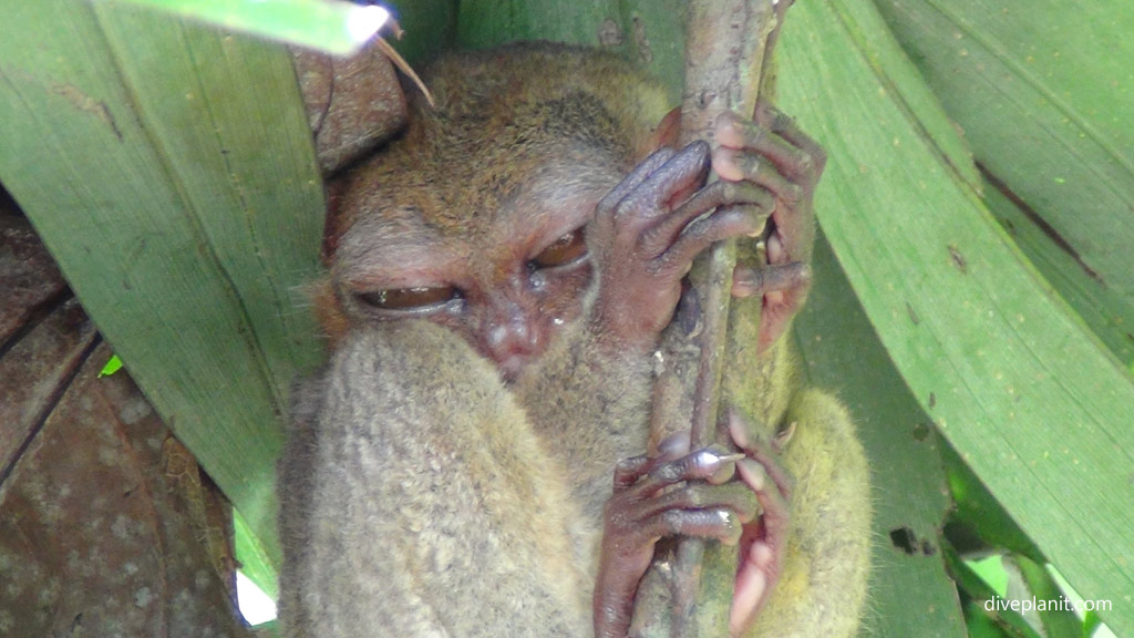 Tarsier face eyes half open at the Tarsier Conservation Area diving Bohol in the Philippines by Diveplanit