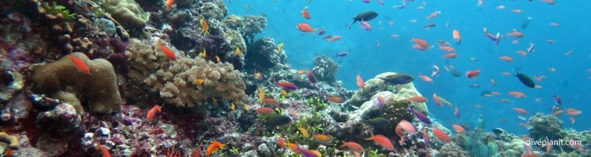 Anthias with blue behind at Grand Central Station diving Gizo dive the Solomons by Diveplanit