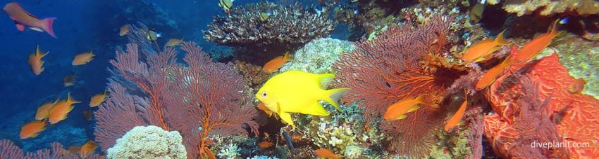 One way to dive Fiji reef scene with damsel and anthias at Instant Replay diving Vatu-i-ra Fiji Islands by Diveplanit
