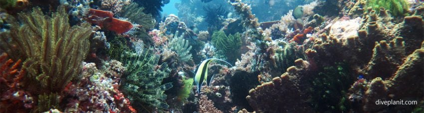 When many divers hear ‘North Sulawesi’ they think ‘muck diving’ in the Lembeh Strait; but being in the centre of the Coral Triangle it has so much more