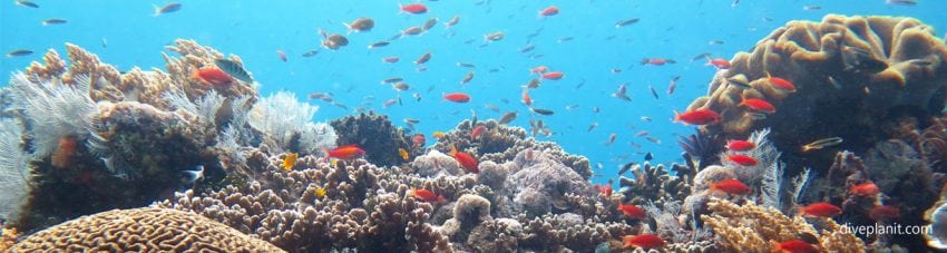Reef scene diving Gili Selang at Bali Indonesia by Diveplanit