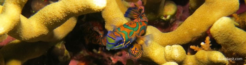 Mandarin fish diving Tawali House Reef at Tawali Milne Bay diving PNG by Diveplanit