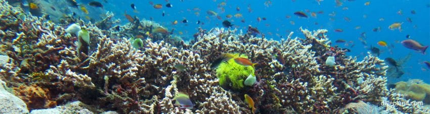 Reef scene with orange basslets diving Gili Selang at Bali Indonesia by Diveplanit