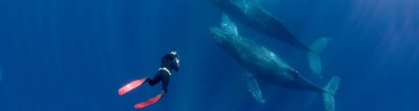 Humpback whales with free diver