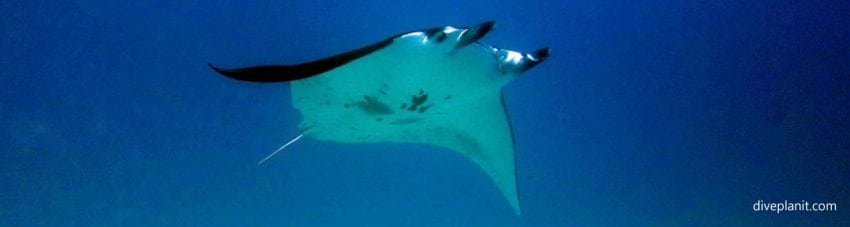 Manta soars overhead at Wreck diving Lady Elliot Island on the southern Great Barrier Reef home to turtles and frequented by manta rays Diveplanit Blog