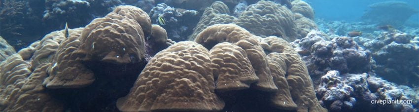More big porites diving the Marine Sanctuary at Fagatele Bay diving American Samoa by Diveplanit