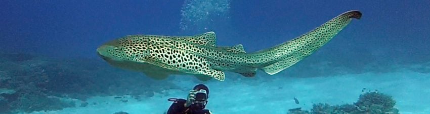 Leopard sharks born by parthenogenesis at Reef HQ Great Barrier Reef Aquarium in Townsville