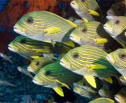 Ribboned Sweetlips diving Raja Ampat Dampier Strait West Papua Indonesia by Diveplanit