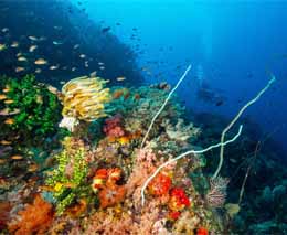 Reef scene with silhouetted fish diving Komodo National Park Indonesia Credit Moana