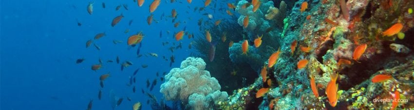 Fiji’s little-known Vatu-I-Ra in the Bligh Passage has some of the best dive sites in Fiji. Easily explored with Ra Divers at Volivoli Beach Resort