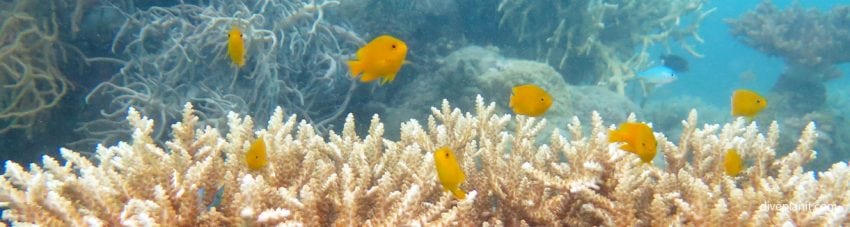 Many think the Whitsundays is just luxury yachts and long white beaches. Think again: Scuba Diving the Whitsundays & the Great Barrier Reef is on offer too