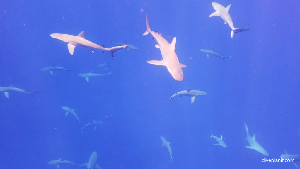 Ball’s Pyramid Lord Howe Island Dive Site NSW Australia