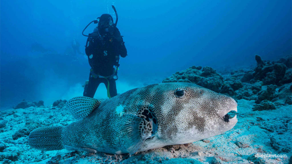 Star pufferfish with diver at Oozone diving Kerama Okinawa Japan | Diveplanit