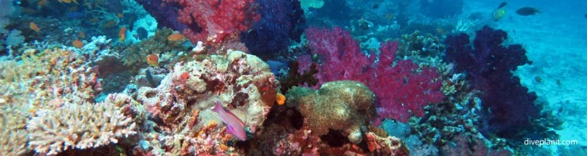 Typical reef scene with anthias at Rainbows End diving Taveuni Rainbow Reef Fiji Islands by Diveplanit