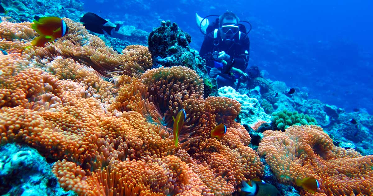 2660_Orange anemones Taka Dai Yonaguni Okinawa