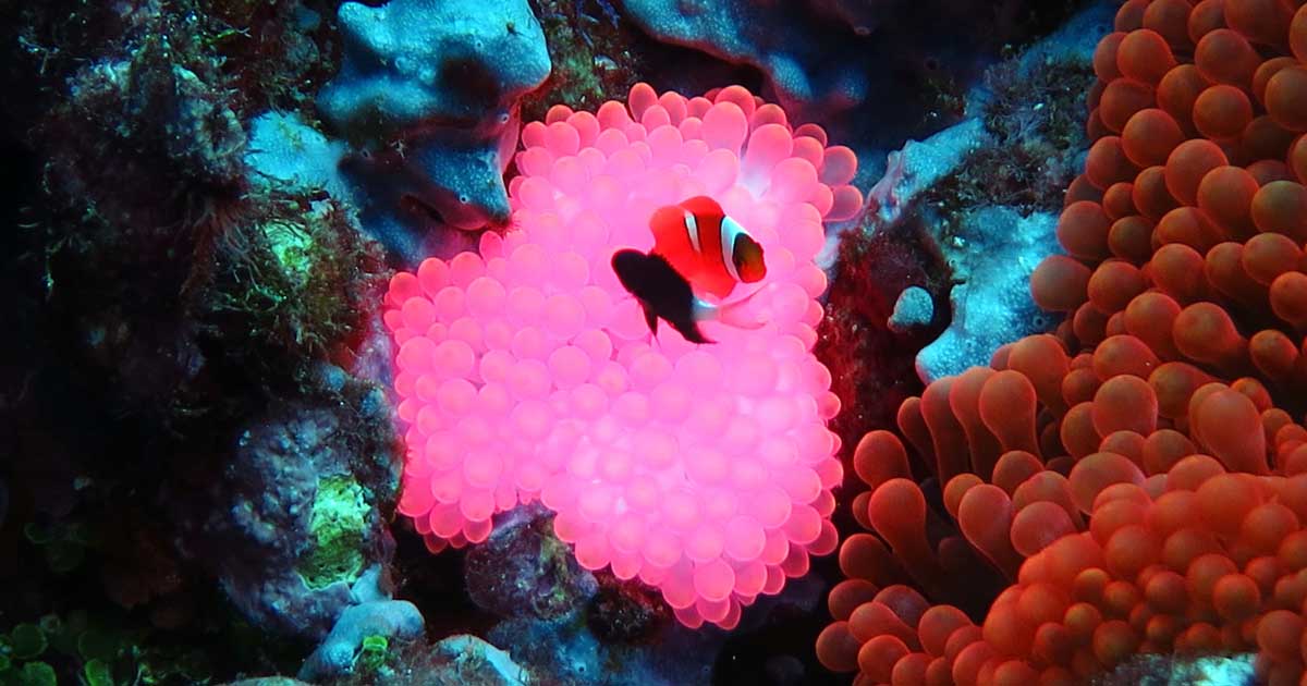 2653 pink anemone Orange anemones Taka Dai Yonaguni Okinawa