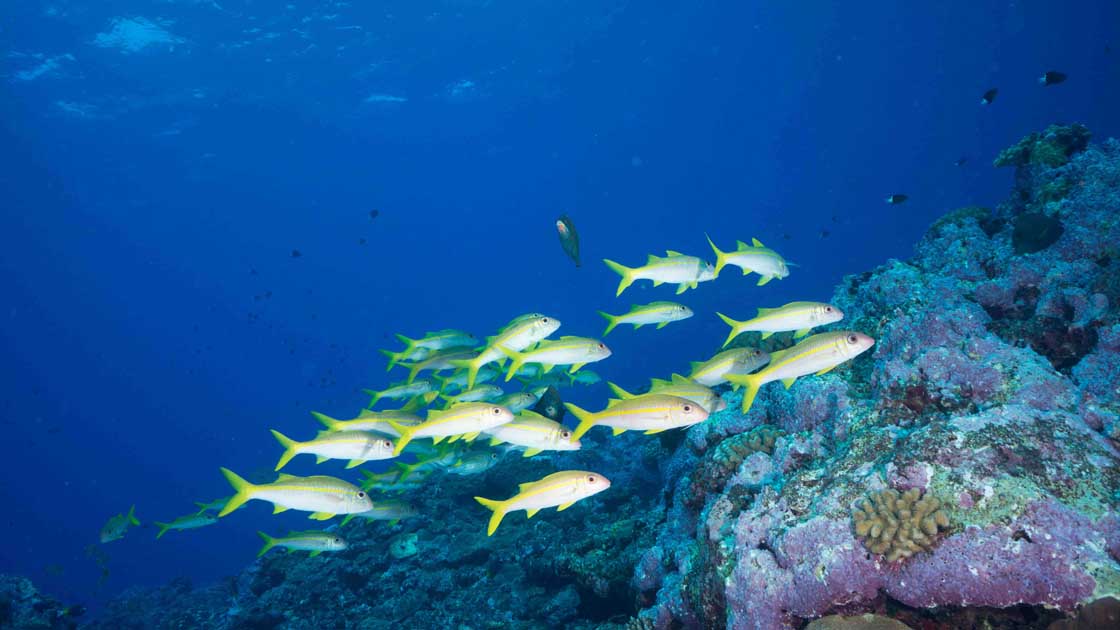 Yello striped snapper Taka Dai Yonaguni Okinawa