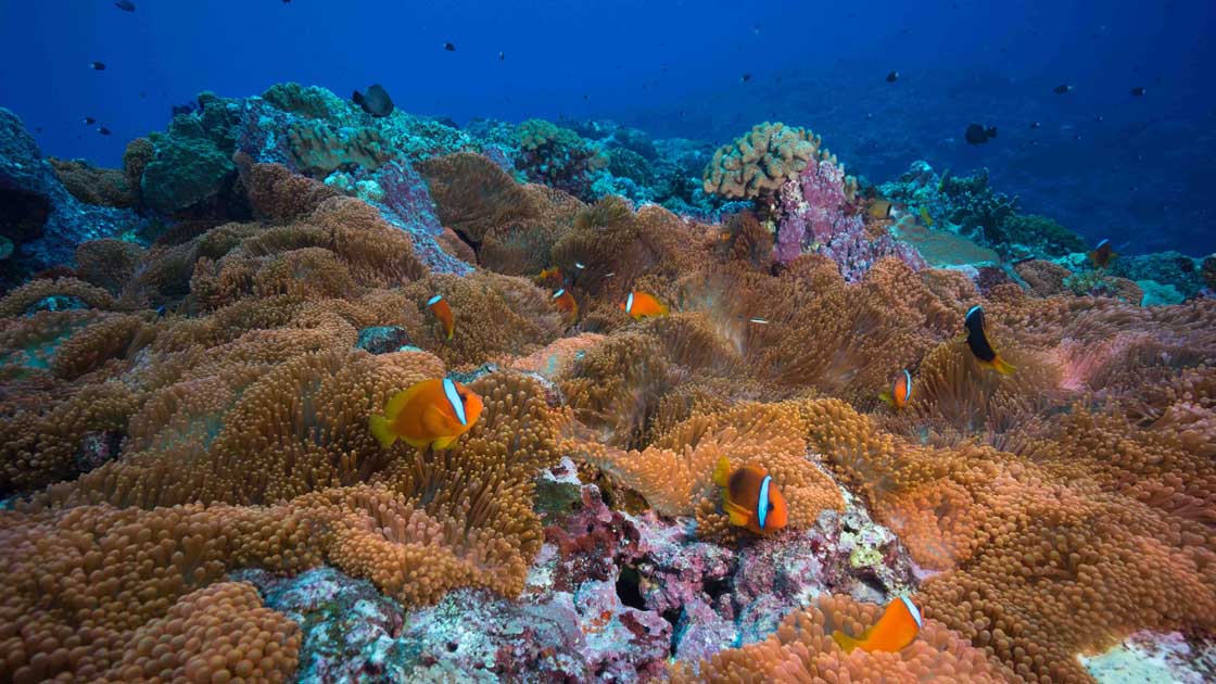 Orange anemones Taka Dai Yonaguni Okinawa