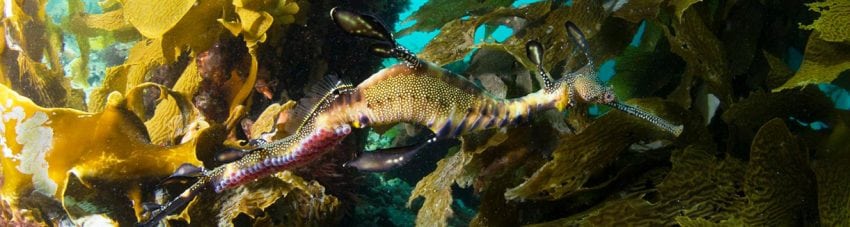 Passionate underwater photographer and Sydney high school teacher Alicia Shaw aims to inspire others to care for the oceans