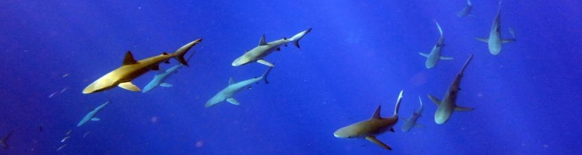 Diving Balls Pyramid at Lord Howe Island is stunning. It’s one of the best dive sites in Australia. See Ballina Angelfish surrounded by Galapagos sharks