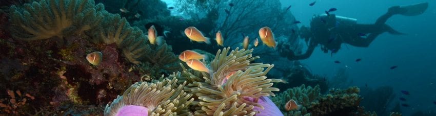 Mike Scotland dive travels in the Solomon Islands: Russell and Florida Islands aboard the MV Taka & Honiara Bonegis