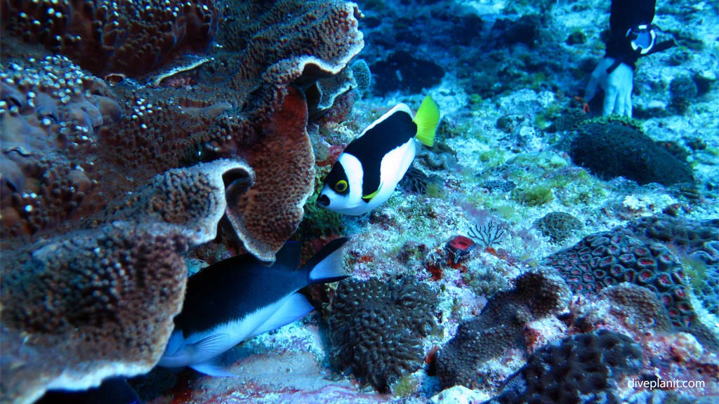 Diving Balls Pyramid Lord Howe Island NSW Australia