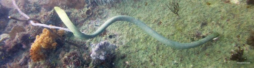 Sea snake at Yongala Wreck diving Great Barrier Reef Queensland Australia by Diveplanit