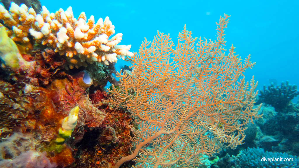 Escape reef on sale